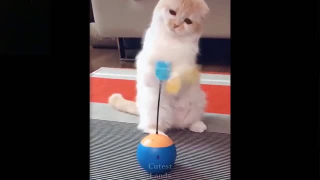 Cute And Funny Pets | Try Not To Laugh To These Pets | Cutest Lands