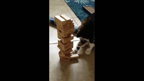 Gif video of cat riding a wooden tower