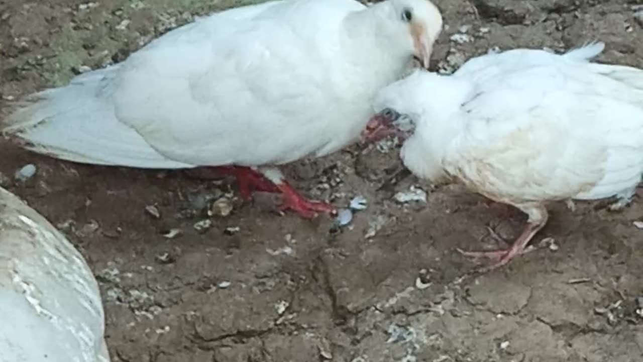 Birds beautifull life. Son and mother loving tuch plz watch this video.