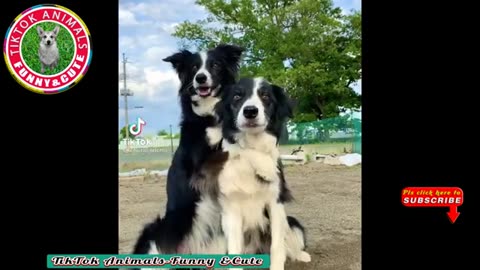 Funny Videos 54