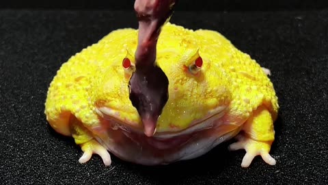 Amazing Frog Adventure!