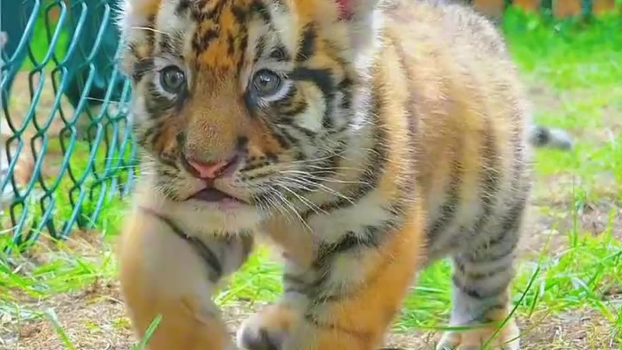 Cute Tiger baby