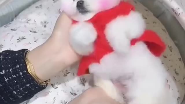 Lovely Baby Dog Cute dog Funny Animals Compilation