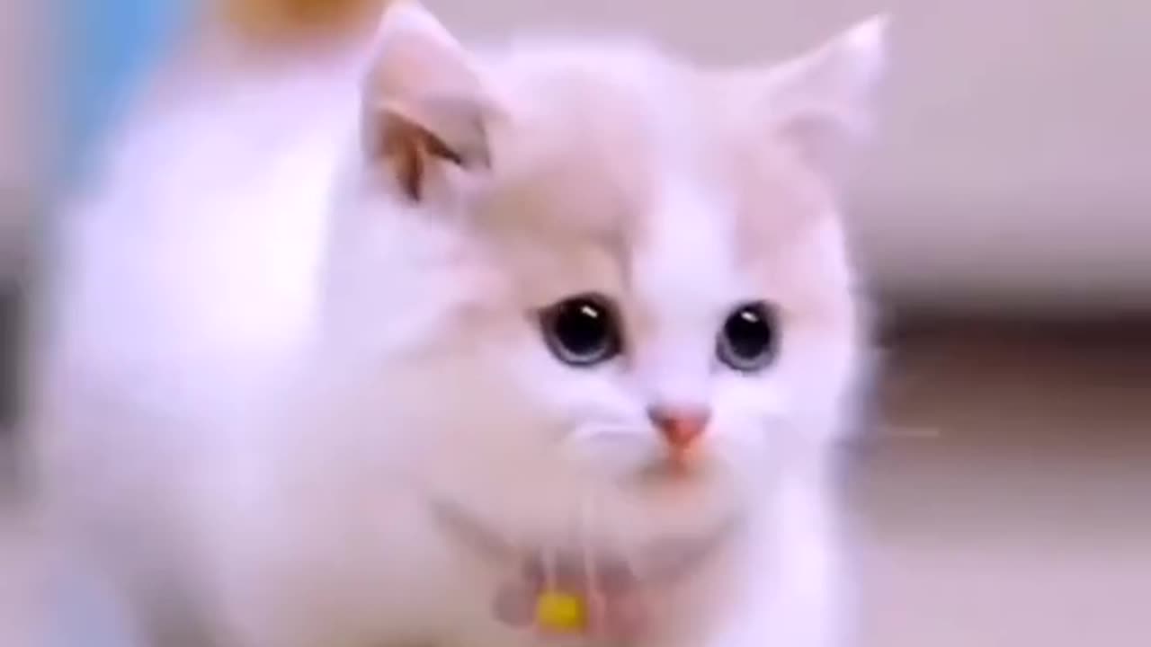 Cute kittty