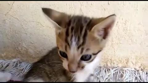 Cute kittens