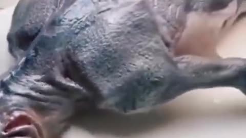 NASA found an Alien