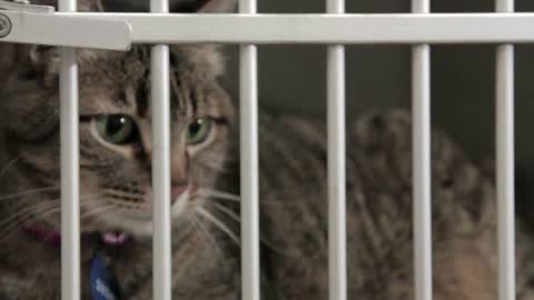 Caged Cat In Animal Shelter