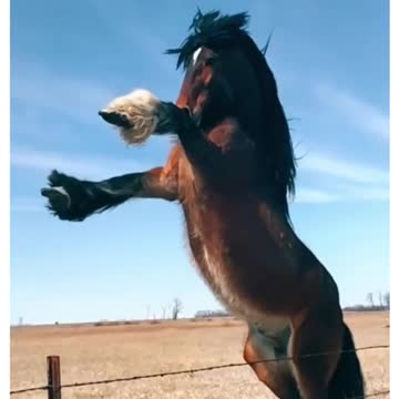 🐎🐎🐎