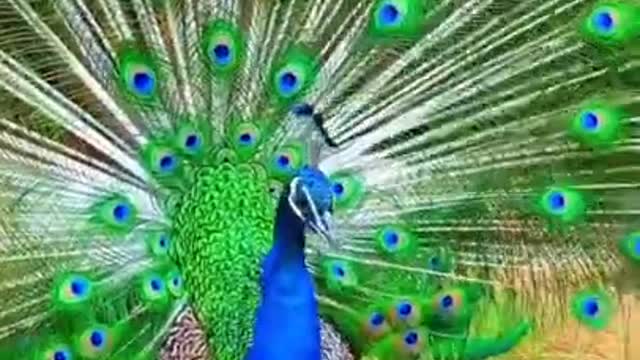 Peacocking beautiful moment