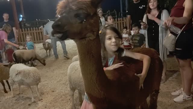 Alpaca so sweet at the petting zoo