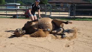 Clever horse rolls over for belly scratch