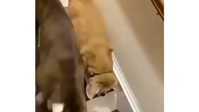 Dog helping our blind friend to get down from stairs 😍😘 | very cute dog