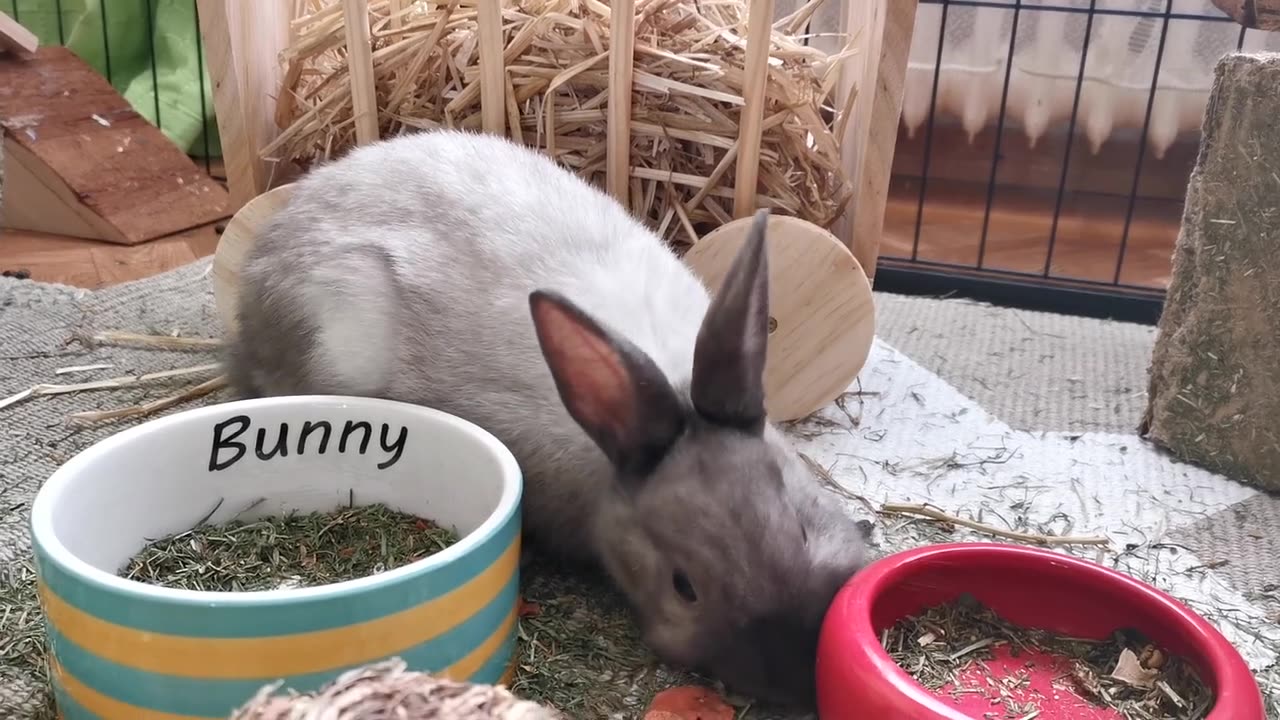 Bunny Cute animal