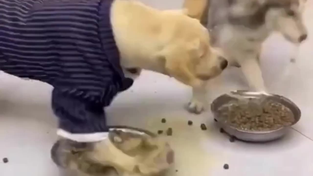 🐶#hesky and #Labrador eating .//😂 food funny video//. 🤪🤪