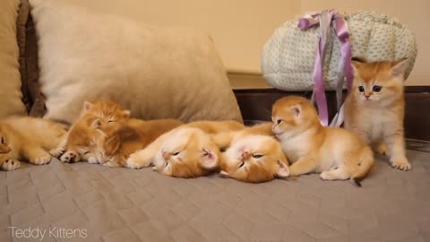 Kitten Arnold disturbs the sleep of his brothers and sisters