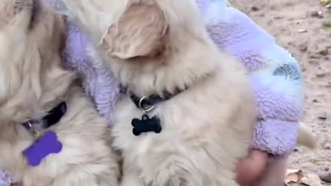 Baby holds 2 Golden Retriever puppies