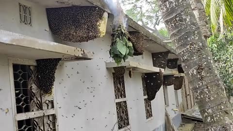 Harvesting Honey - Bee Master in Taiwan