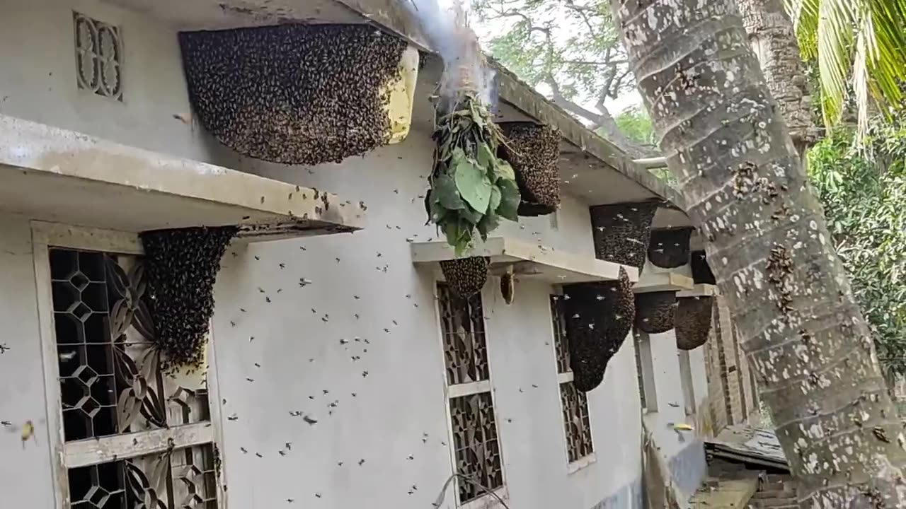 Harvesting Honey - Bee Master in Taiwan