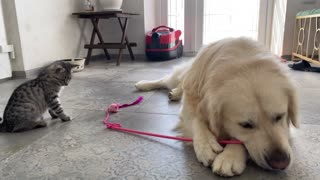 Golden Retriever Steals and Destroys Kitten Toy