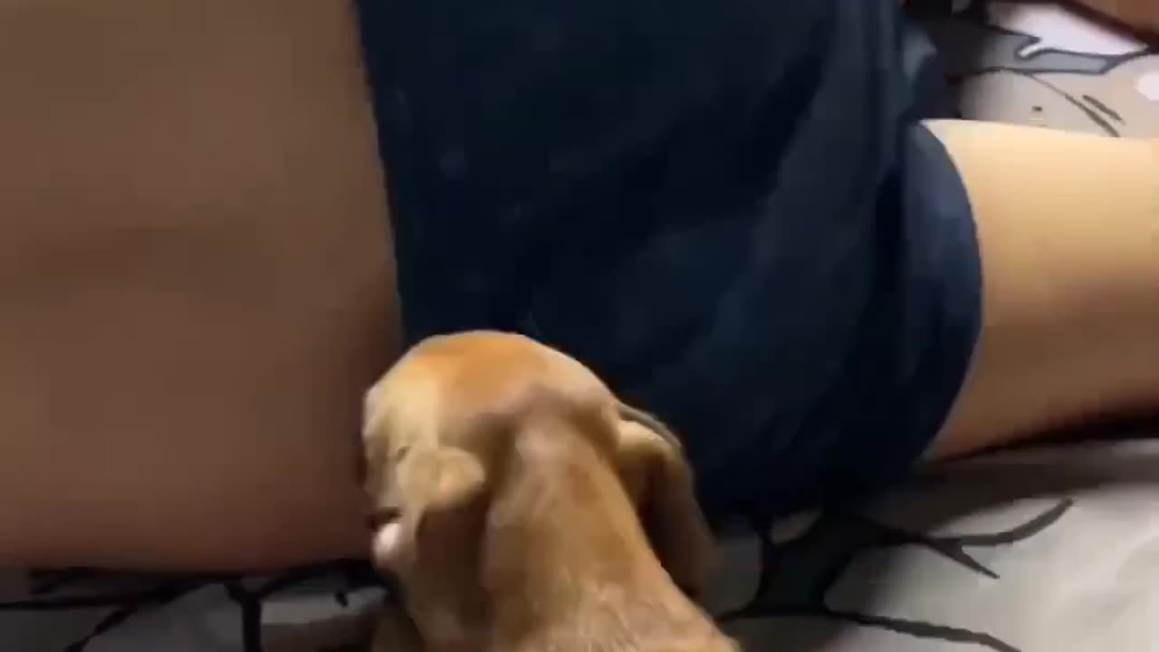 Dog waking his owner