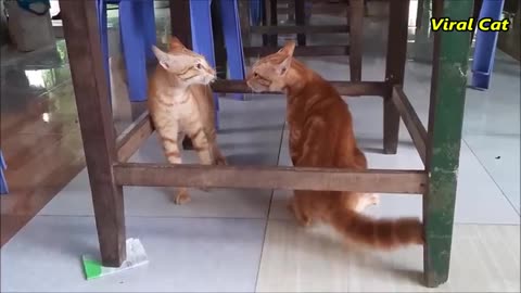 funny cats moment