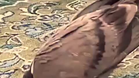 Pigeon in Sajda subhanallah❤