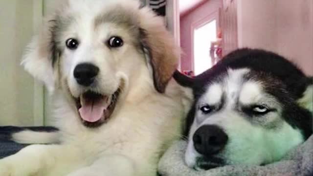 Dogs funny video