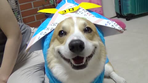 Corgi wearing a Samurai hat will make your day