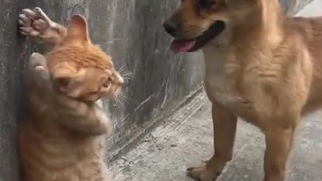 cat and dog playing