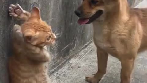 cat and dog playing