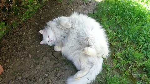 Fluffy white cat