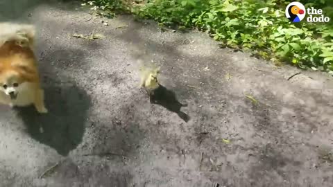 Guy Teaches His Rescued Gosling How To Fly | The Dodo Soulmates