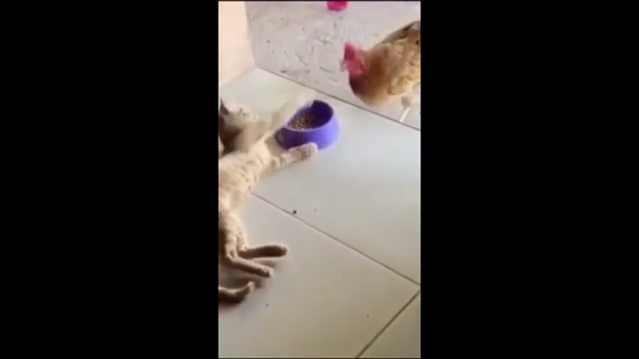 Cat and dog fight