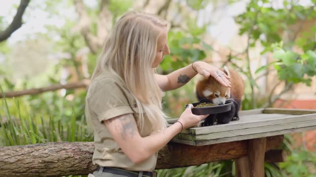 Weighing the world's cutest animal - Red Panda