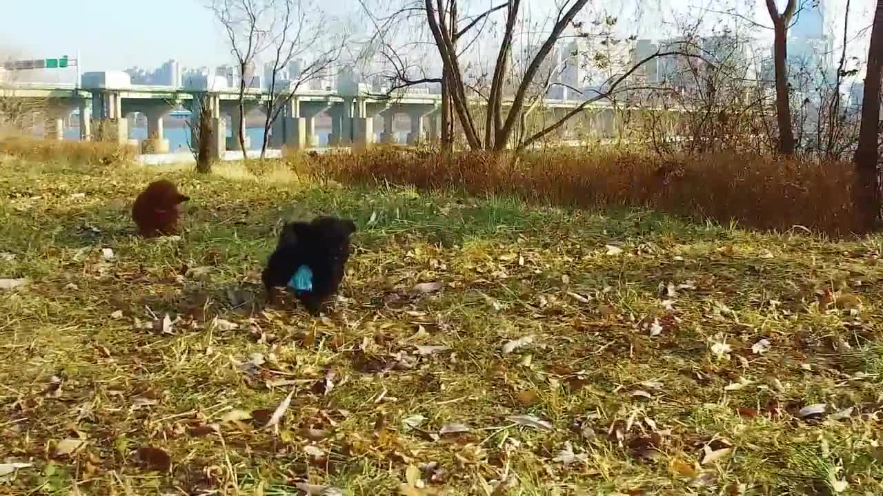 Black Poodle with Teddy Bear Face!!! - Teacup Puppies