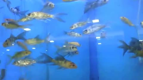 Lots of small fish swimming in the aquarium at store [Nature & Animals]