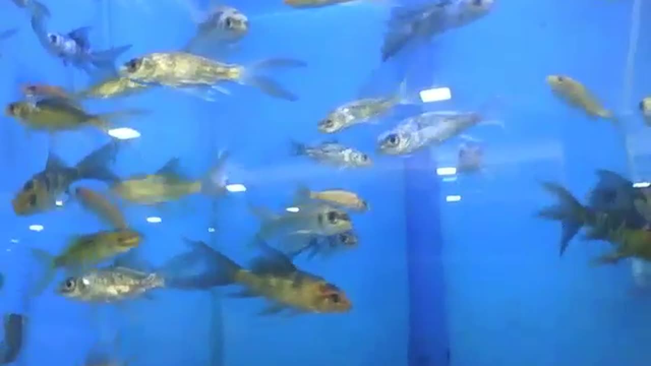 Lots of small fish swimming in the aquarium at store [Nature & Animals]