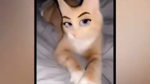 Funny cat animals videos