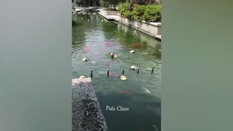 Funniest animals 2023