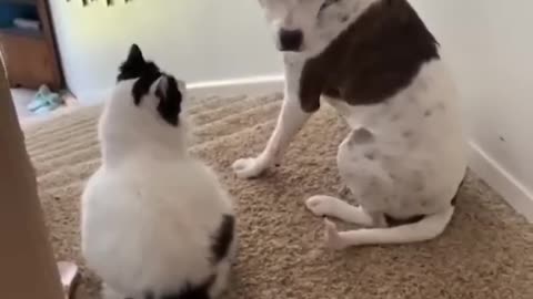 Dog want cat to sleep