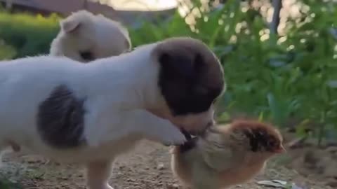 The cutest puppy eat his favorite fruits.😘😍😘