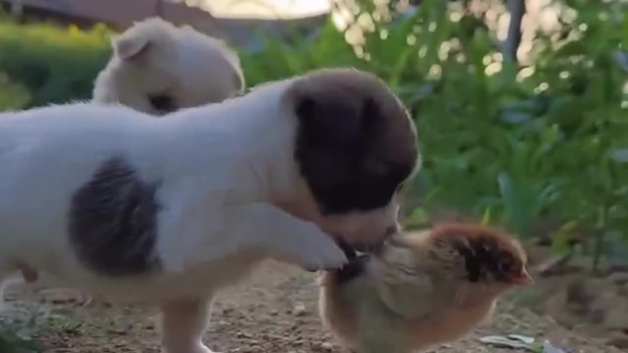 The cutest puppy eat his favorite fruits.😘😍😘