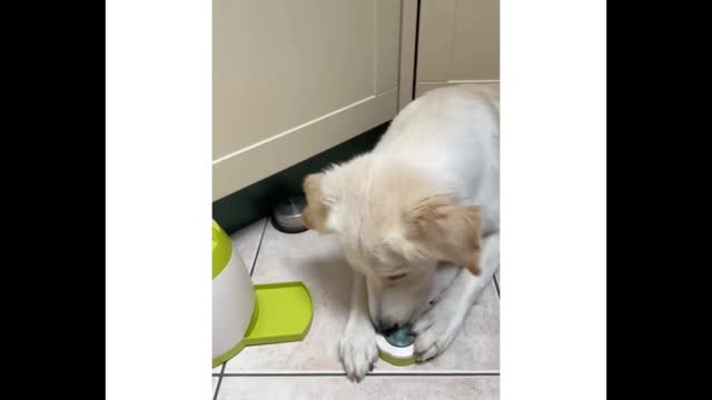 Grite aleatoriamente enquanto seus cães estão brincando