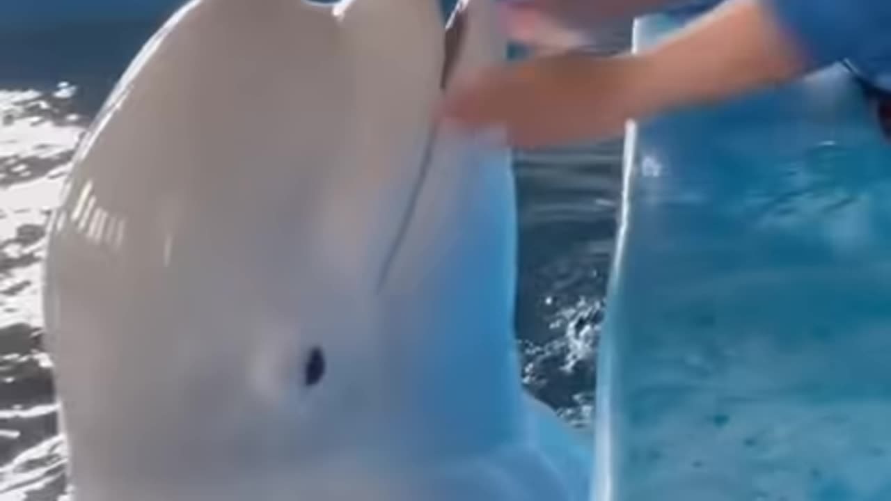 Dolphin Kiss