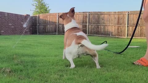 #Shorts10 Dog playing with water from the hose 🐕