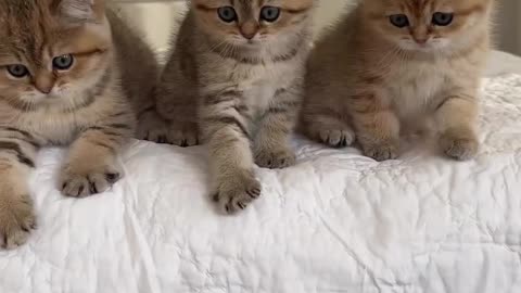 Cats dancing 😱😱