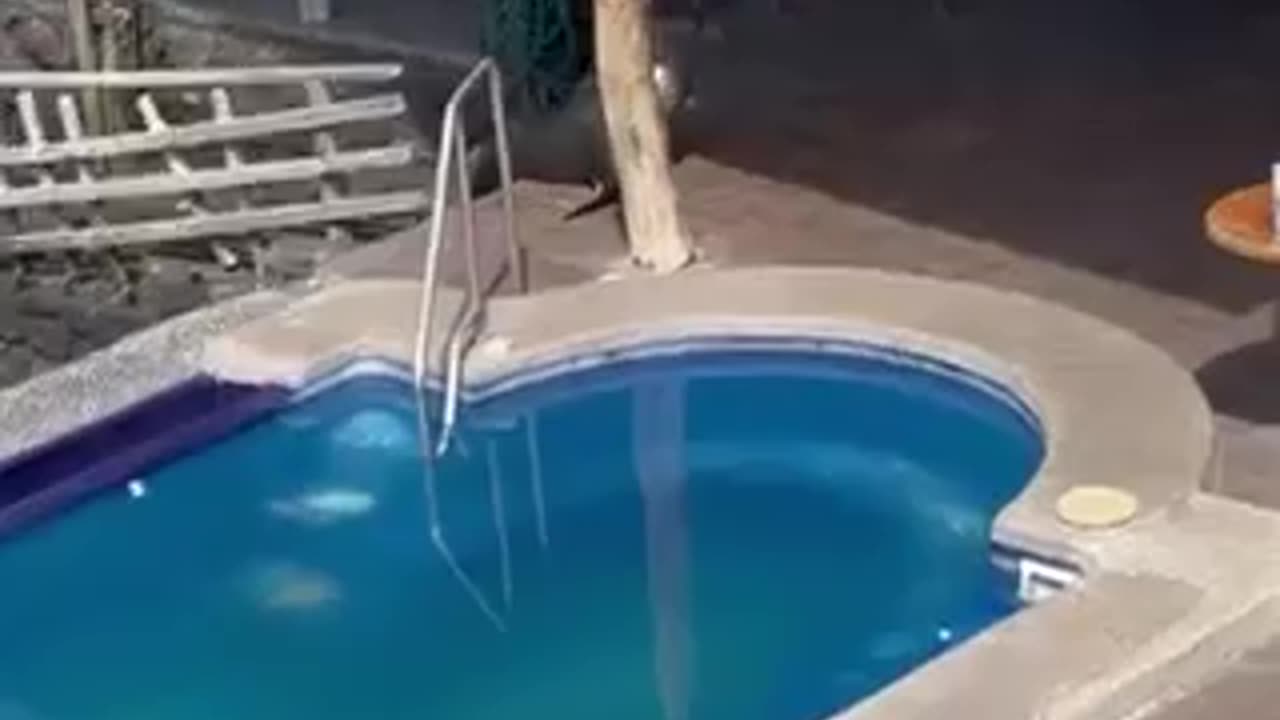 SEA LION COMES ON LAND š¤£SWIMS IN POOL STEALS MANS CHAIR