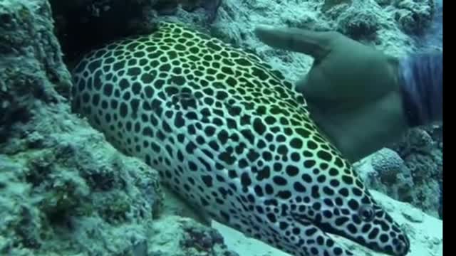 This is a moray eel, it has the markings of a leopard, and its teeth are very sharp