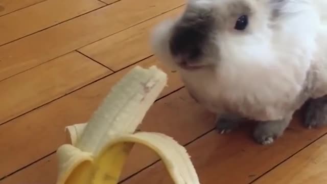 Funny and Cute Baby Bunny Rabbit Videos - Baby Animal Video Compilation-3