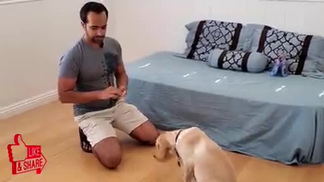 How to trained dog